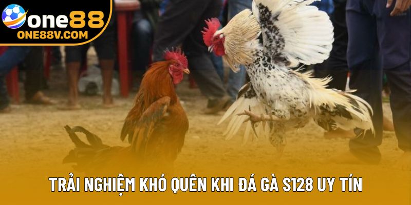 Trải nghiệm khó quên khi đá gà S128 uy tín