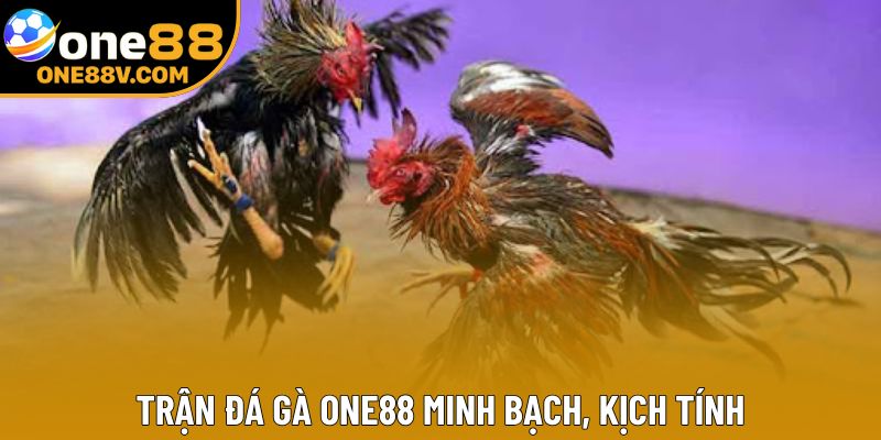 Trận đá gà One88 minh bạch, kịch tính